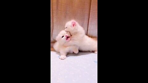 funny cats funny dogs animals videos #111