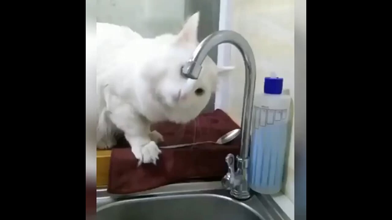 cute_cat _funny_video