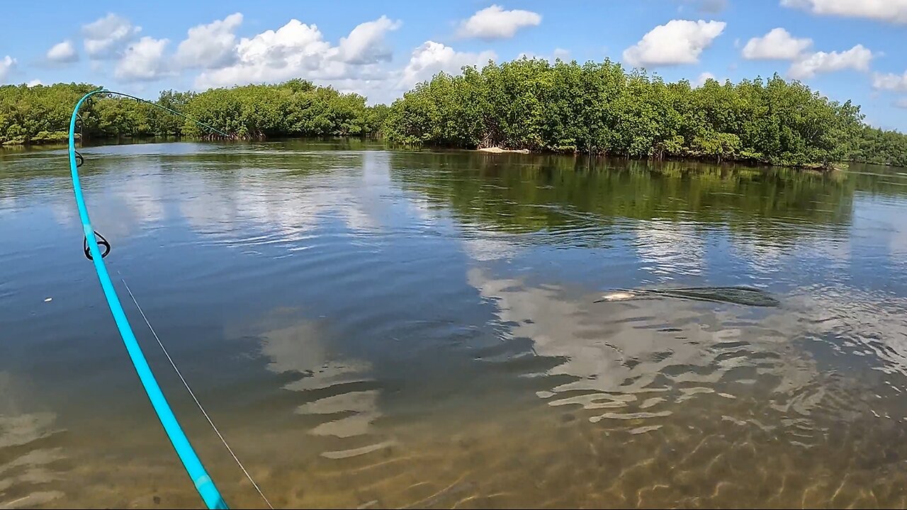 Kayak Fishing for Big Mangrove Snapper! I LIMITED OUT!