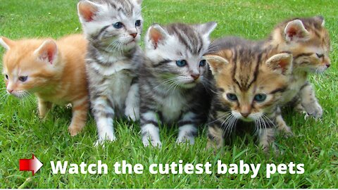 Funny pets ♥ Cutest Pets ♥ Cute Baby Animals♥