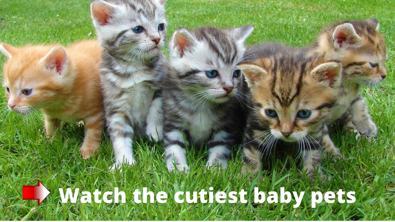 Funny pets ♥ Cutest Pets ♥ Cute Baby Animals♥