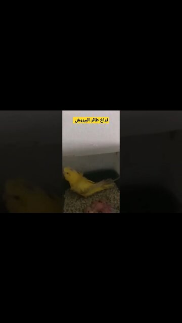 فراخ طائر البيروش