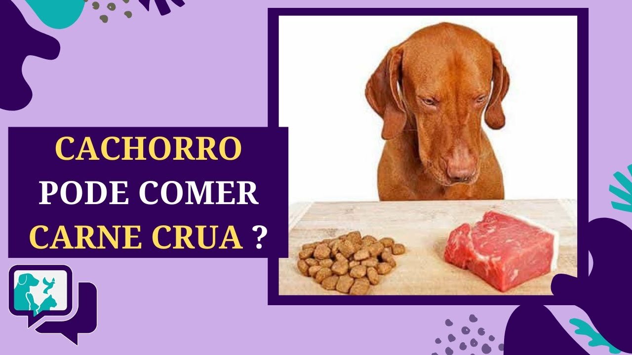 Transição Segura: De Alimentos Processados para Naturais na Dieta Do Cachorro