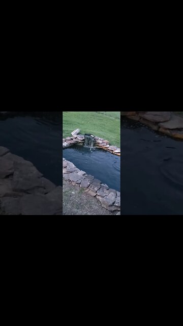 Testing to see if the Catfish will eat before it's dark out #homesteading