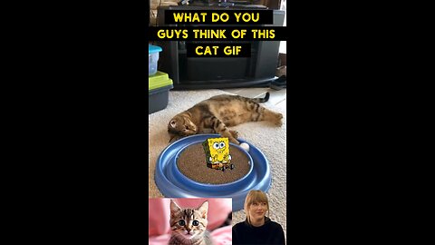 Cute Cat Gif