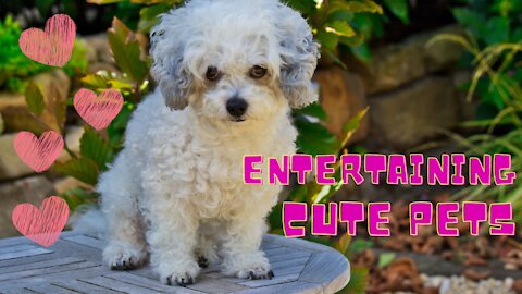 Cute Pets entertaining their owner