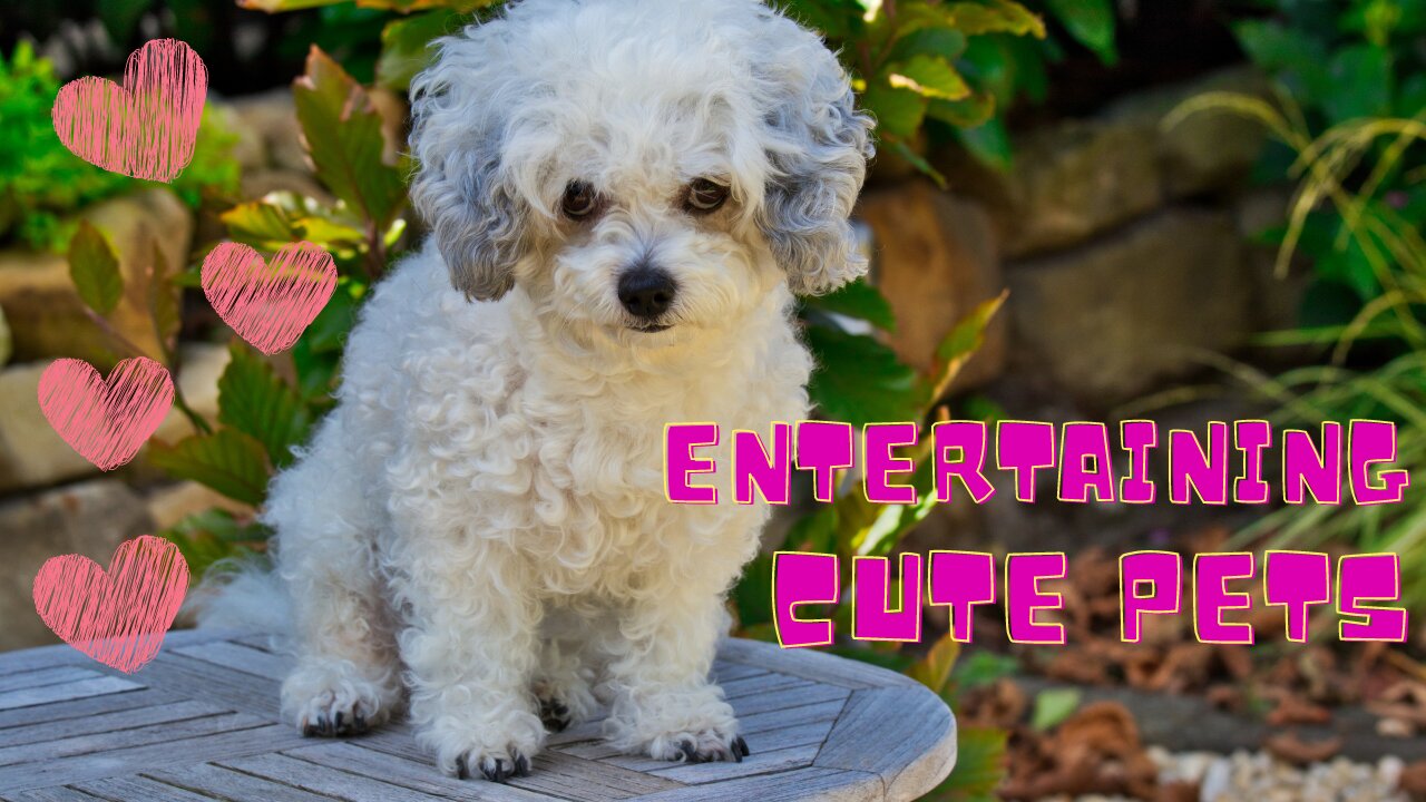 Cute Pets entertaining their owner