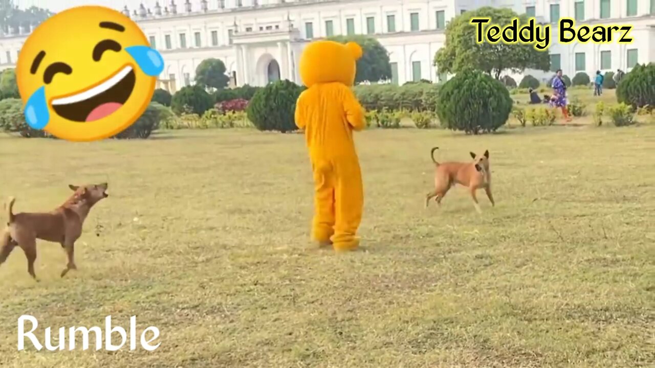 Teddy Prank with Dog