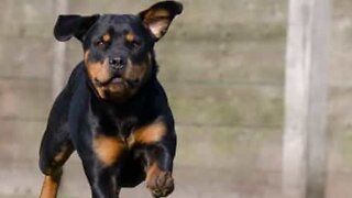 Flying dog filmed by surveillance camera