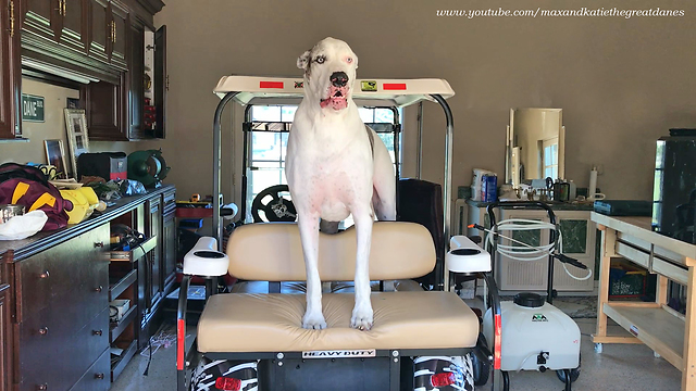 Great Dane demands to be taken on golf cart ride