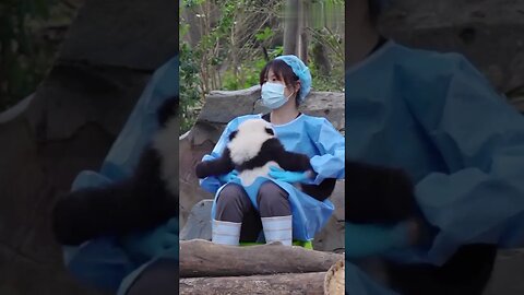 Baby panda cried