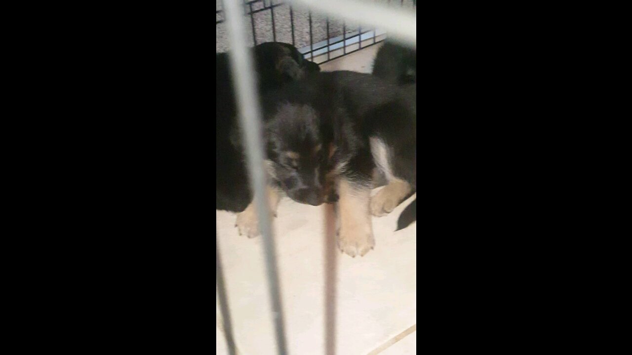 Puppy Falling Asleep Standing Up