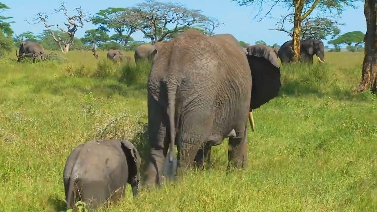 Animals Wildlife -African Wildlife_ Nairobi National Park - Real Sounds of Africa -With Flute Music