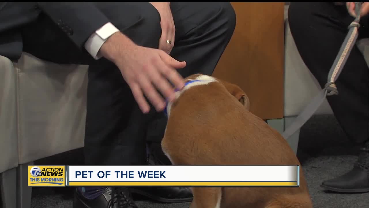 Pet of the Week - Gadget