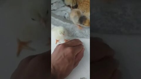 Solte meu irmão