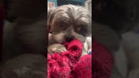 Just the #EwokBaby sucking on his blanket for 1 minute. #dogsofyoutube #puppy #dog