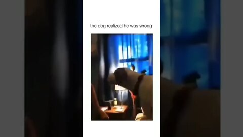 Old but Gold 😂 #shorts #shortsvideo #funny #dog #fyp