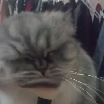 Fluffy Cat Shows Off Flawless Makeup Routine