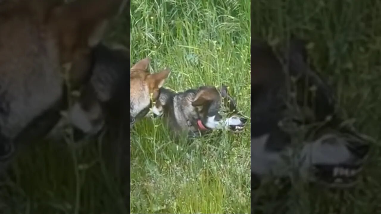 SHIKOKU dog STANDOFF part 1 #adorabledog #shorts