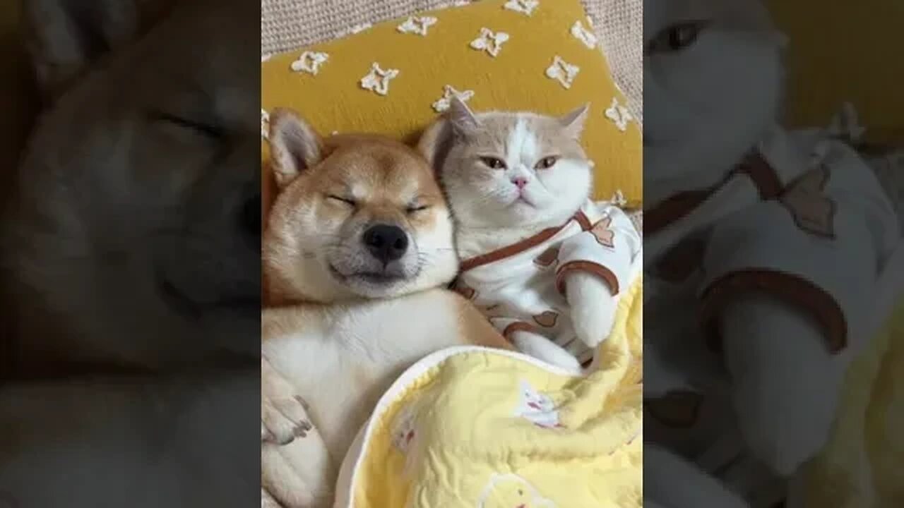 Dog with his girlfriend #funnyvideo #petvideos