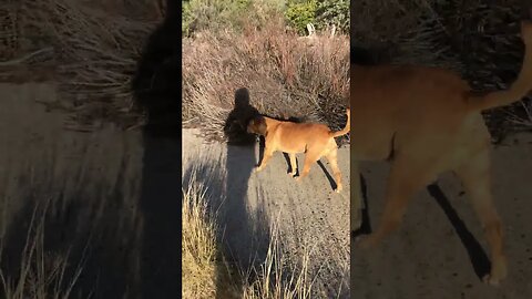 Rescue Dog Fat Al At His Favorite Walking Spot.