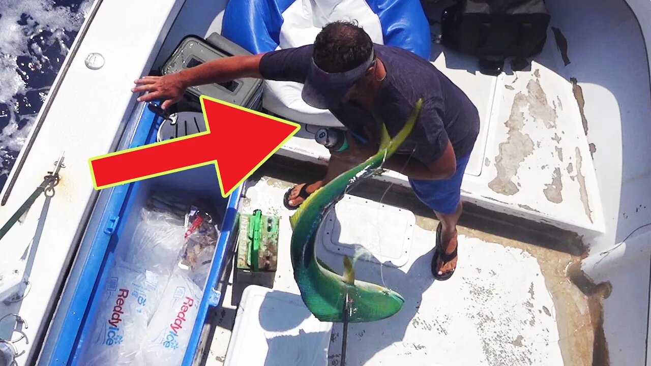 Mahi SLAPS MAN in FACE! ...Fishing FAIL...