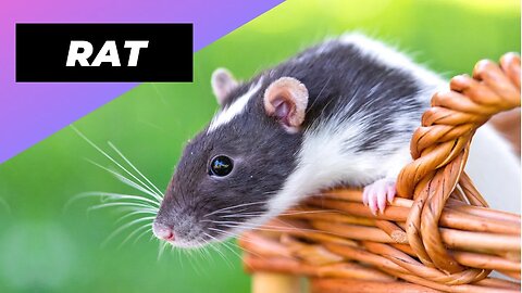 Rat 🐁 One Alternative Animal To Have As A Pet #shorts