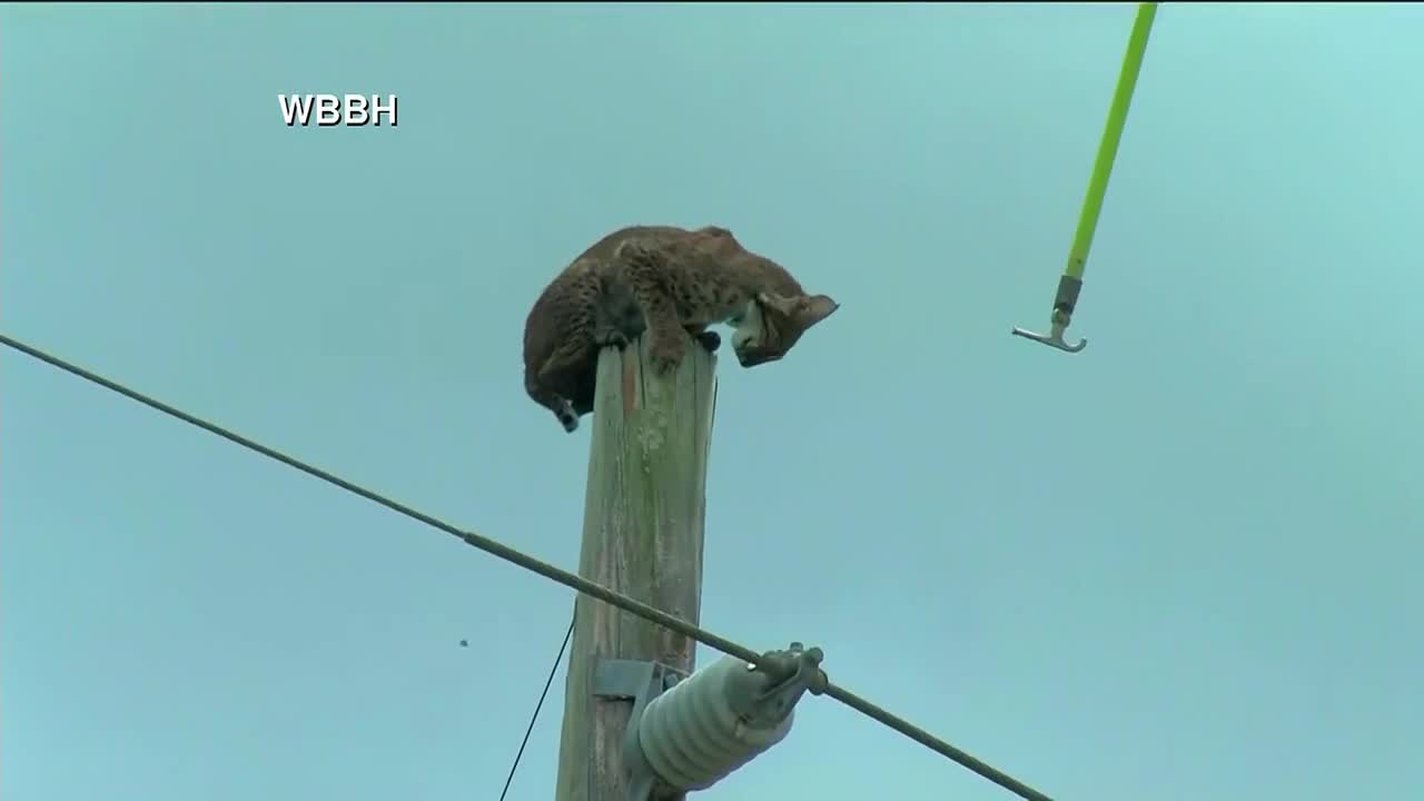 Bobcat seen sitting on pole along Florida interstate