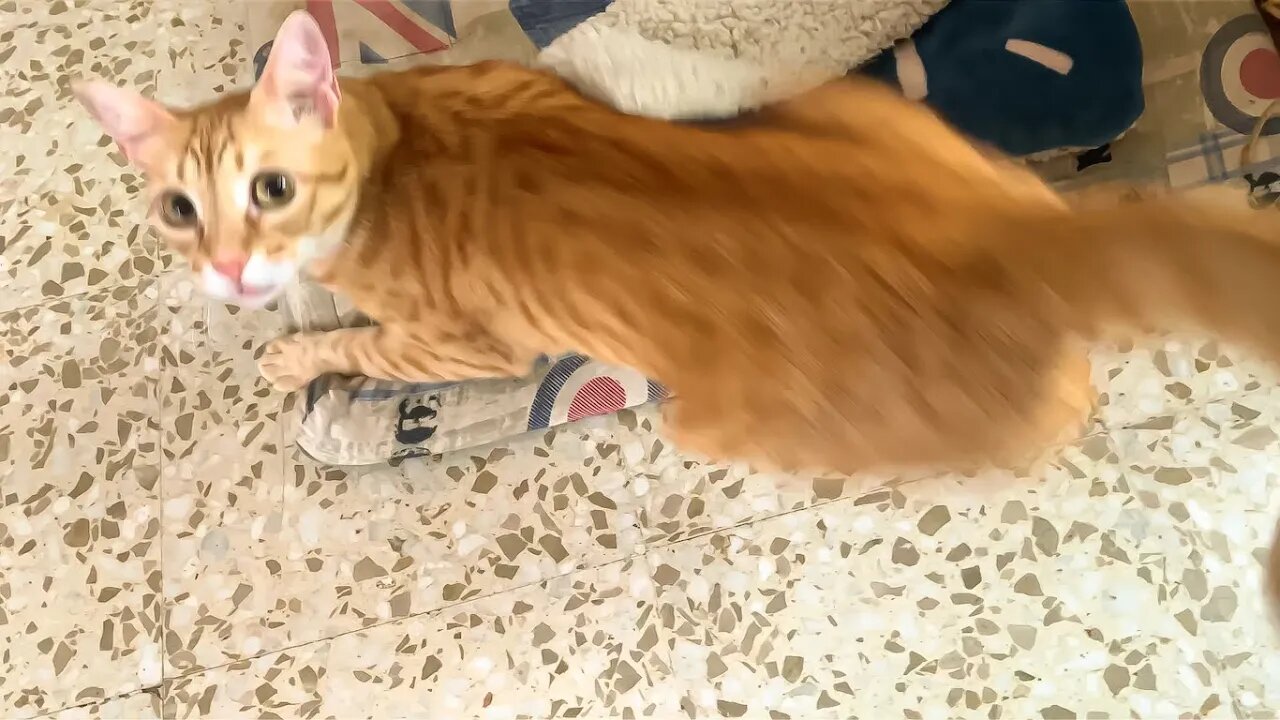 Cute Orange Cat Does Nails And Ninja Jumps! 🥷