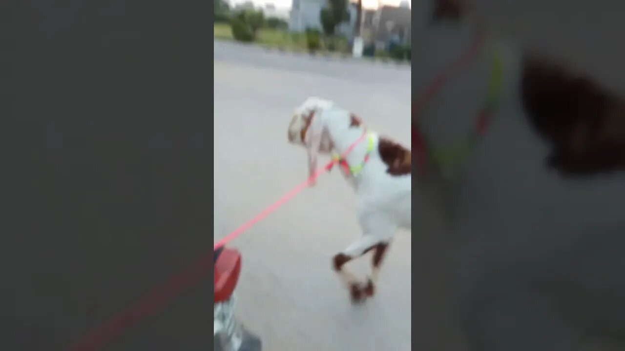 Muhabat Qurbani Mangti Hai