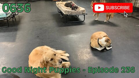 [0636] GOOD NIGHT PUPPIES - EPISODE 236 [#dogs #doggos #doggies #puppies #dogdaycare]