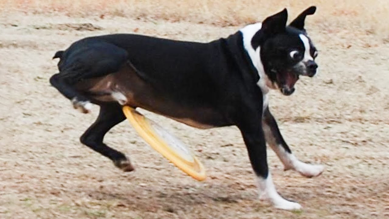 Funniest Animals Ever! Don't laugh enjoy