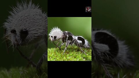 🐼 The Panda Ant Facts 🐜 #shorts #interestingfacts #animals #ants