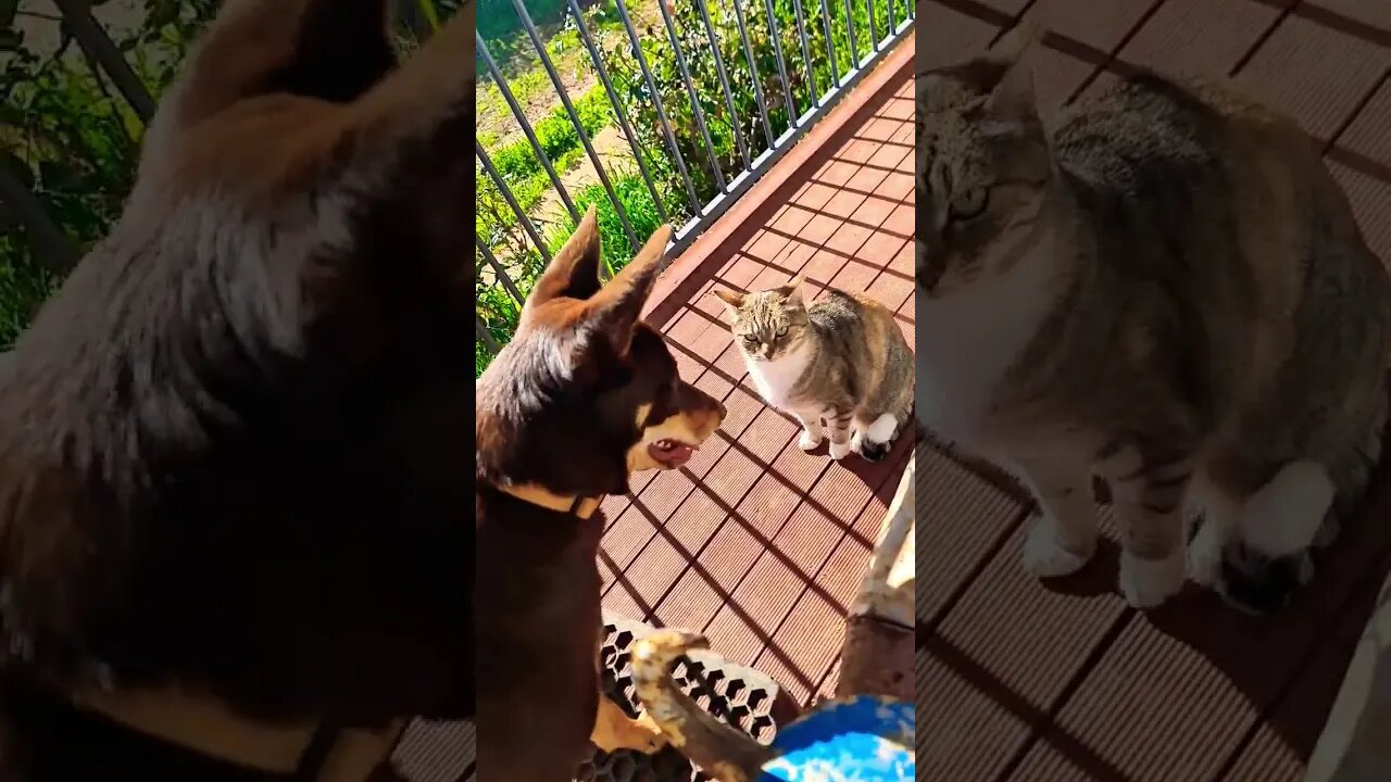 Possum, Bamboo and Jess