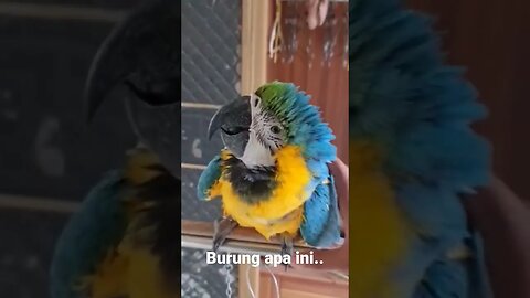 Ini burung apa ya....