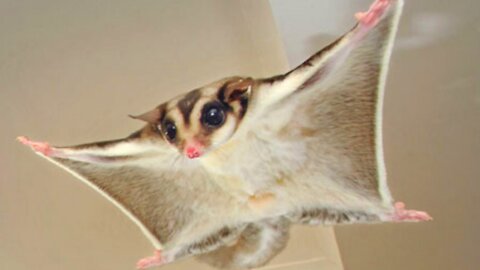 SUGAR GLIDERS Flying - Funny & Cute Compilation