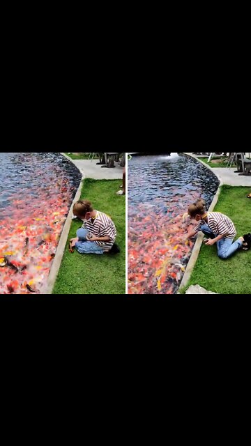 Kid saves koi fish after they jump out of the water