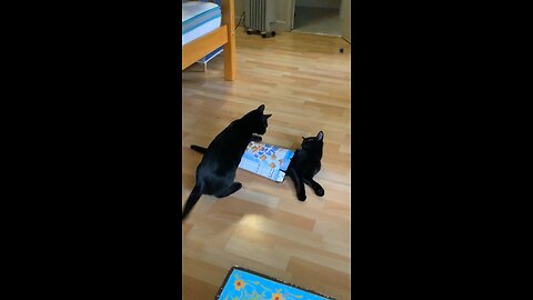 Kitten play