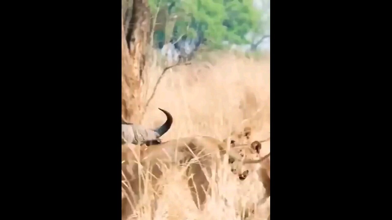 Four Lionesses Against The Leader Of The Herd