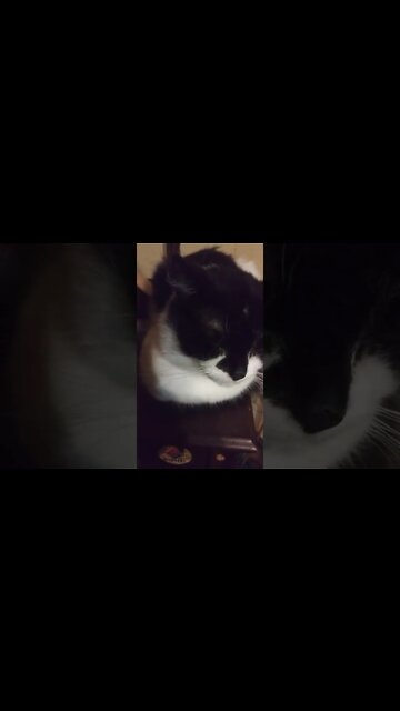 he shuts his eyes when I try to film him