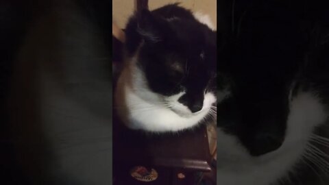 he shuts his eyes when I try to film him