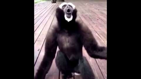 Funny monkey