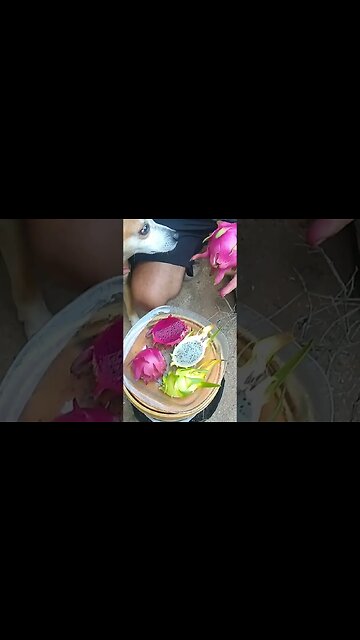 cachorro comendo a fruta do dragão