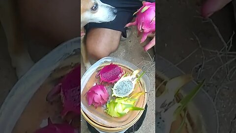 cachorro comendo a fruta do dragão