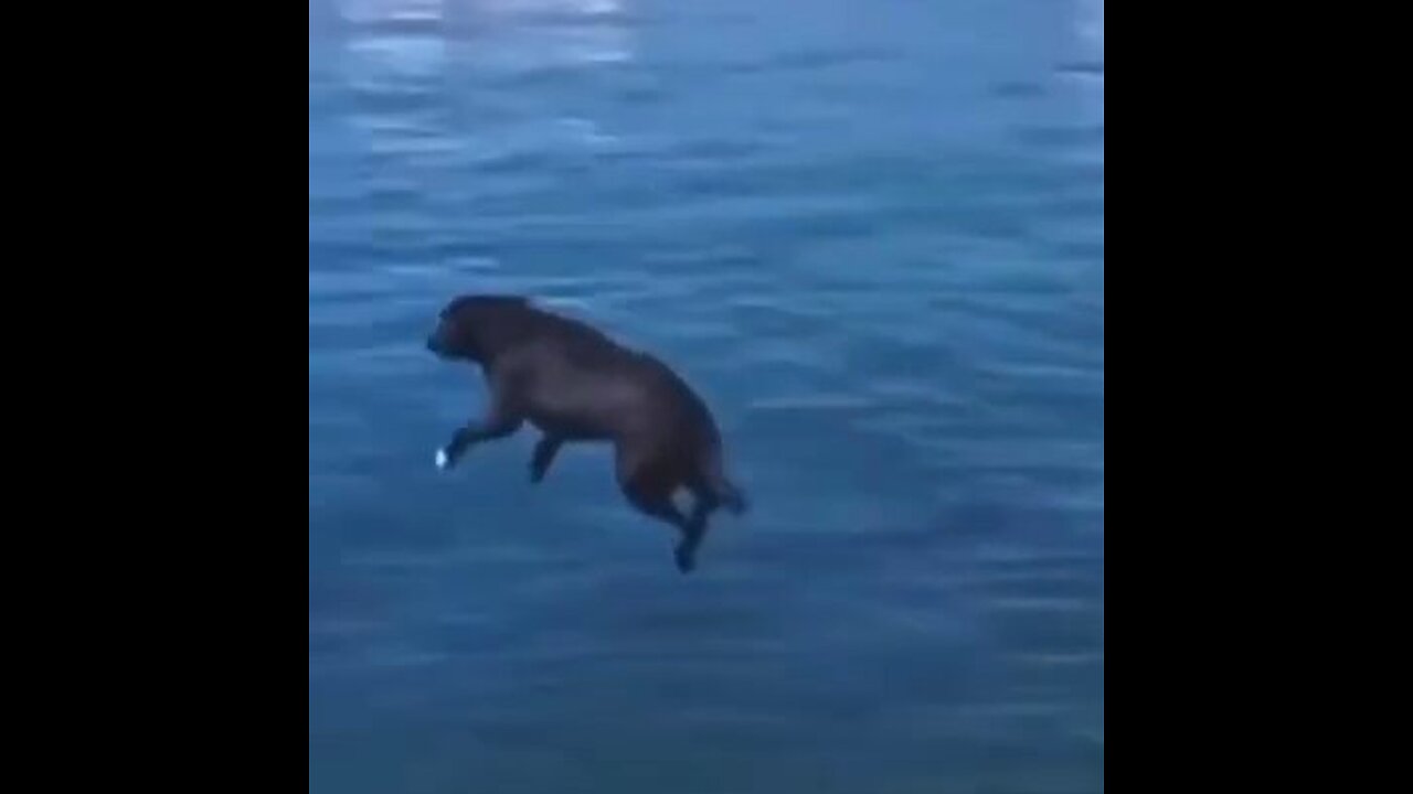 Dogs Catches Air