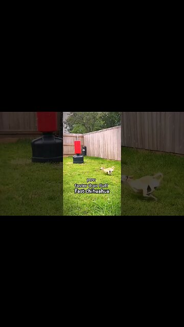 💨 #chihuahuababy #chihuahuadog #chihuahualover #chihuahualove #chihuahualovers #chihuahuafanatics