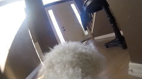 GoPro on my Dog Left Home Alone (HEARTBREAKING)