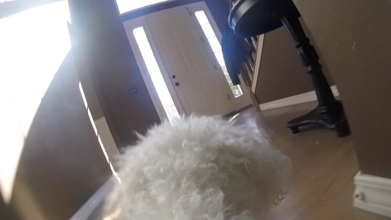 GoPro on my Dog Left Home Alone (HEARTBREAKING)