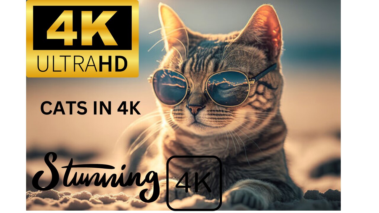 CATS IN STUNNING 4K