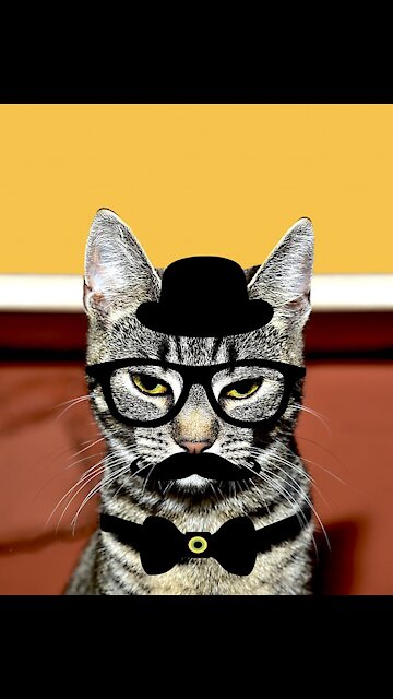 TRY NOT TO LAUGH- Funniest😂Animals Moments🐶🐱||Cute Animals❤️|| Awesome || Best of 2021 #shorts